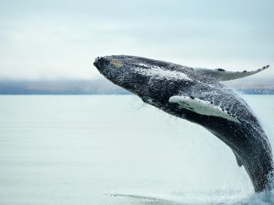 Humpback,Whale,(megaptera,Novaeangliae),Breaching,Near,Husavik,City,In,Iceland.