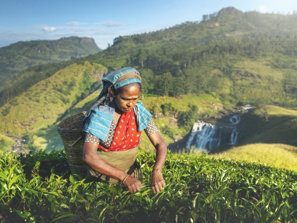 Sri-Lanka-Nuwara-Eliya-1-Groot